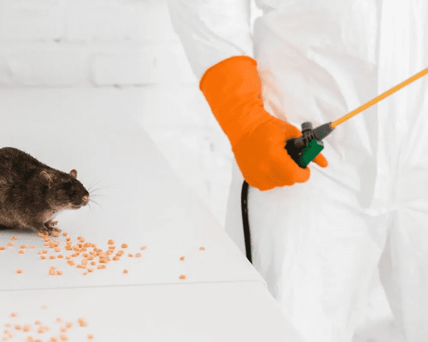 Control de ratas en Lima